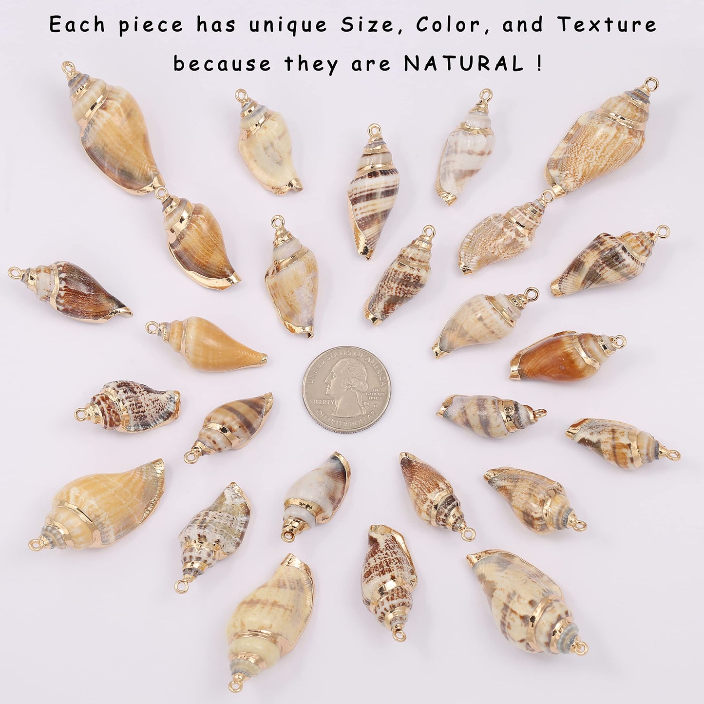 14Colorful Conch